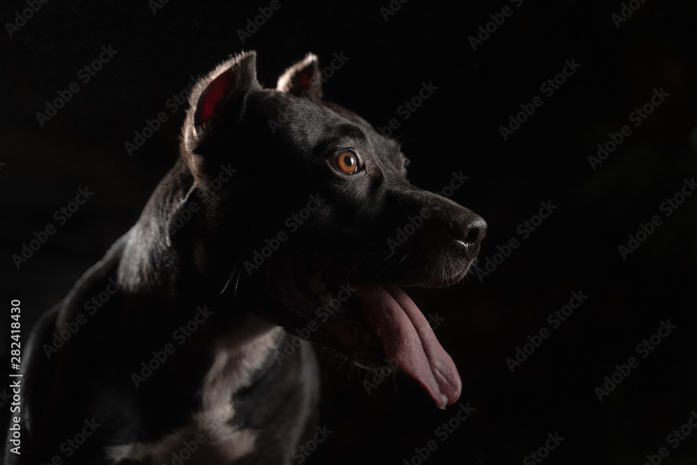 Naklejka Closeup portrait of beautiful black pitbull dog on black backgroun.
