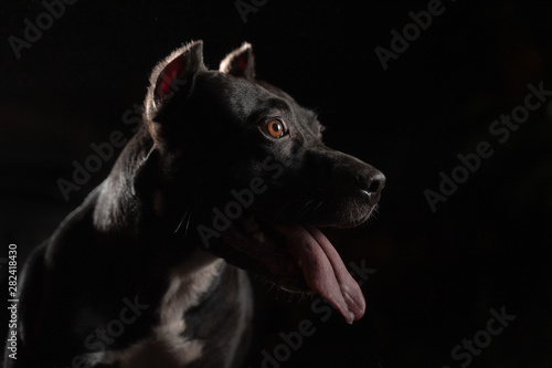 Closeup portrait of beautiful black pitbull dog on black backgroun.