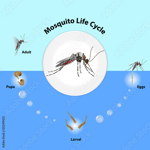 The life cycle of mosquitoes vector Infographic of insect Lay Eggs in water