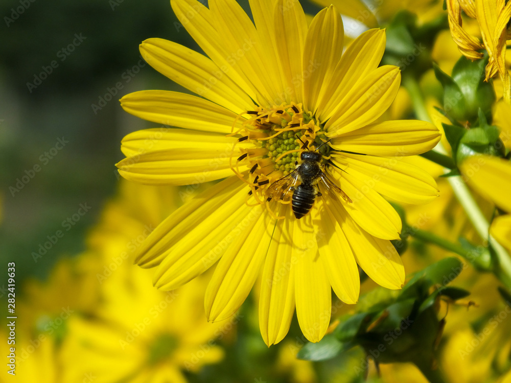 Schwarzes Insekt auf gelber Blume Schwarzes Insekt auf gelber Blume