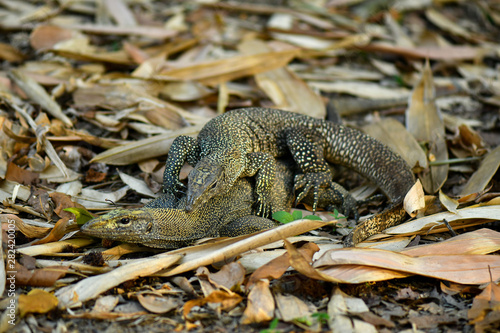 Clouded Monitor Lizard mating in the wild