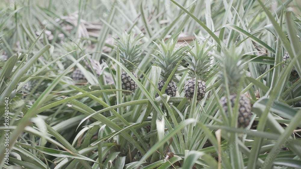 The process of making pineapple stirred Which is the otop product in Thailand The process of making pineapple stirred Which is the otop product in Thailand
