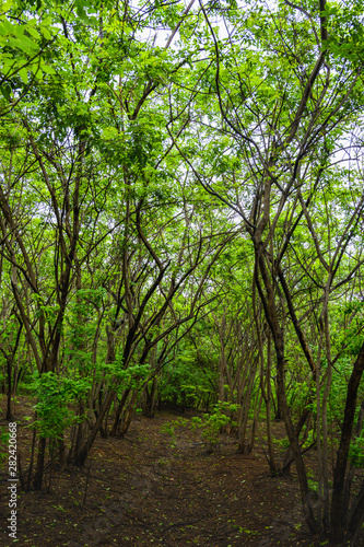 path in the forest © Priyadarshi Ranjan
