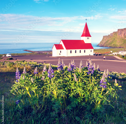 The famous Vik church (Vikurkirkja) and lupine flowers in Iceland. place of pilgrimage. Impressive landscape. Exotic countries. Amazing places. © anko_ter