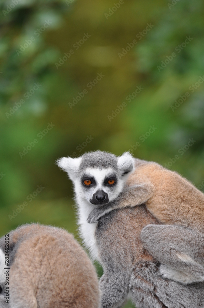 Obraz premium ring tailed lemur with baby