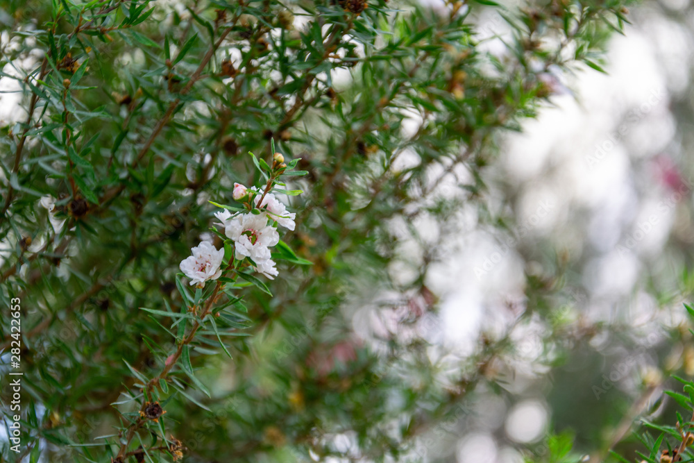 White flowers with natural background in the garden. White flowers with natural background in the garden.