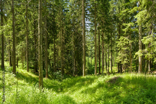 Dense forest close to Cadca in northern Slovakia