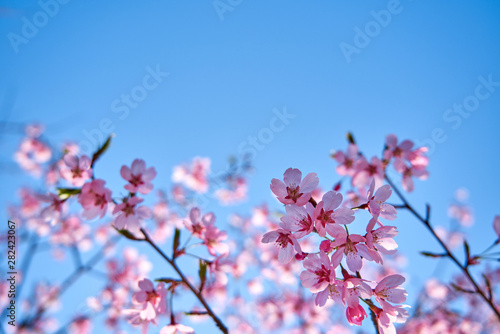 Blue sky background and pink cherry blossoms