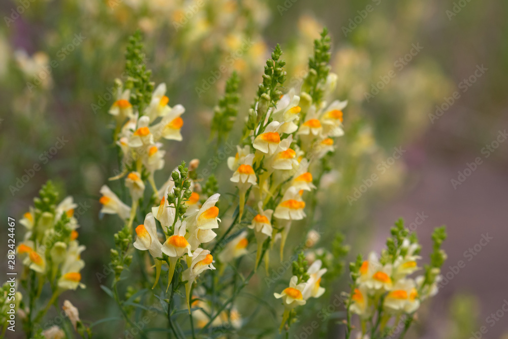 Linaria vulgaris, names are common toadflax, yellow toadflax, or butter-and-eggs, blooming in the summer Linaria vulgaris, names are common toadflax, yellow toadflax, or butter-and-eggs, blooming in the summer