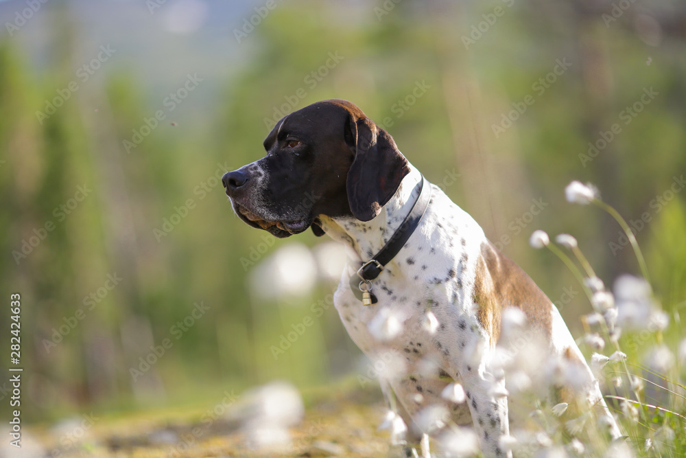 Dog english pointer