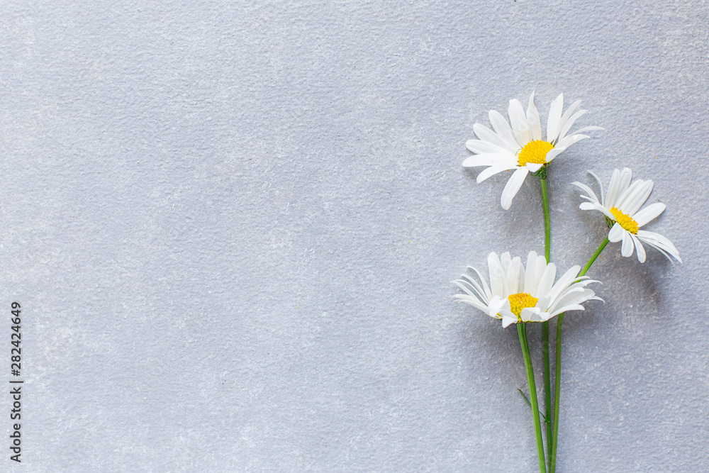 Fototapeta premium grey concrete background with daisies