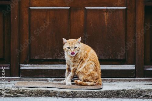 Chat tigré roux dans la rue