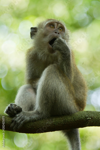 Crab eating macaque