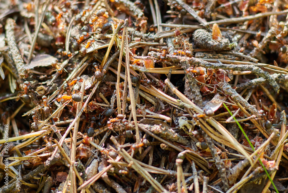 anthill in the forest close up. strong forest insects. ant. large group of ants anthill in the forest close up. strong forest insects. ant. large group of ants