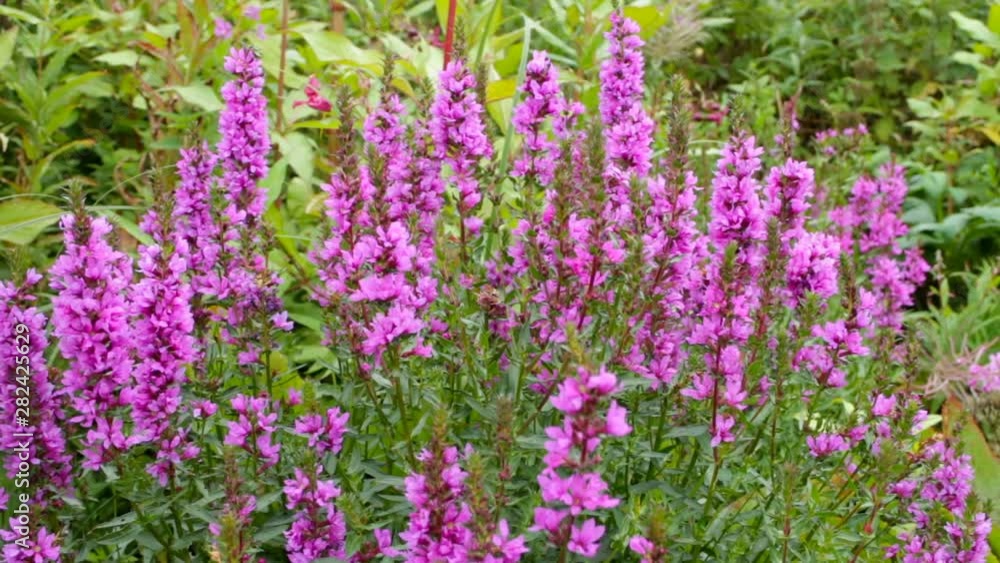 Lythrum salicaria wildflower blooming close up Lythrum salicaria wildflower blooming close up