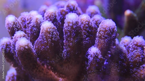 Video of Milky purple Stylophora sps coral in macro scene photo