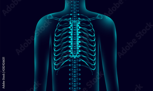 transparent human body anatomy background lighting with backbone, xray tone style. vector illustration eps10