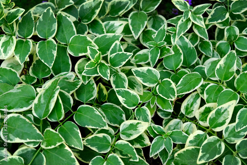 Gardening, plants for landscape design. Green leaves with white edges background. Gardening, plants for landscape design. Green leaves with white edges background.