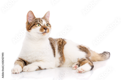 Cat, pet, and cute concept - kitten on a white background.