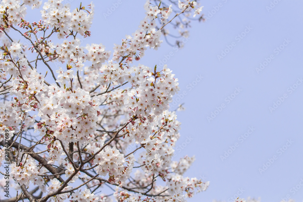 Sakura Sakura