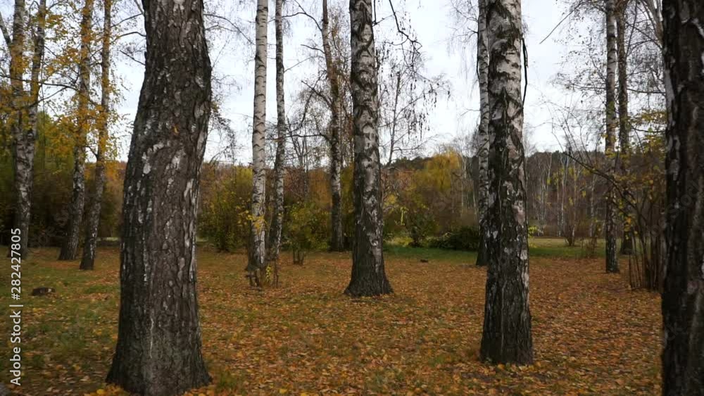 The Movement in the Forest Between Trees against the Sun. The camera moves through a Birch tree. The Movement in the Forest Between Trees against the Sun. The camera moves through a Birch tree.