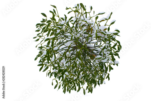 European mistletoe (Viscum album). Mistletoe covered at snow. Macro, isolated on white background.