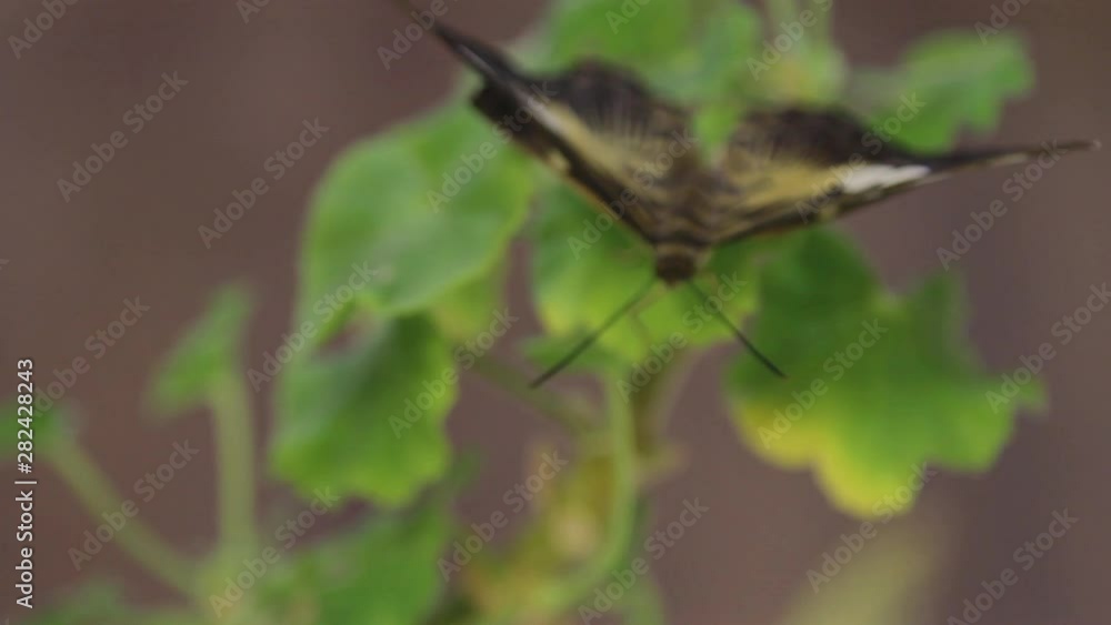 Beautiful butterfly resting on the flower, close up of big butterfly sitting on green leaves, insect in the nature habitat, wildlife Beautiful butterfly resting on the flower, close up of big butterfly sitting on green leaves, insect in the nature habitat, wildlife