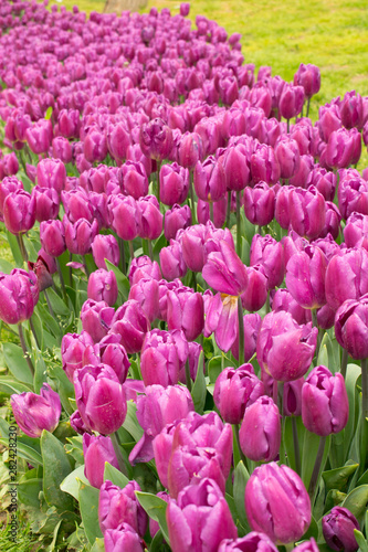 Purple tulips. Flowers in a park or garden. Spring background