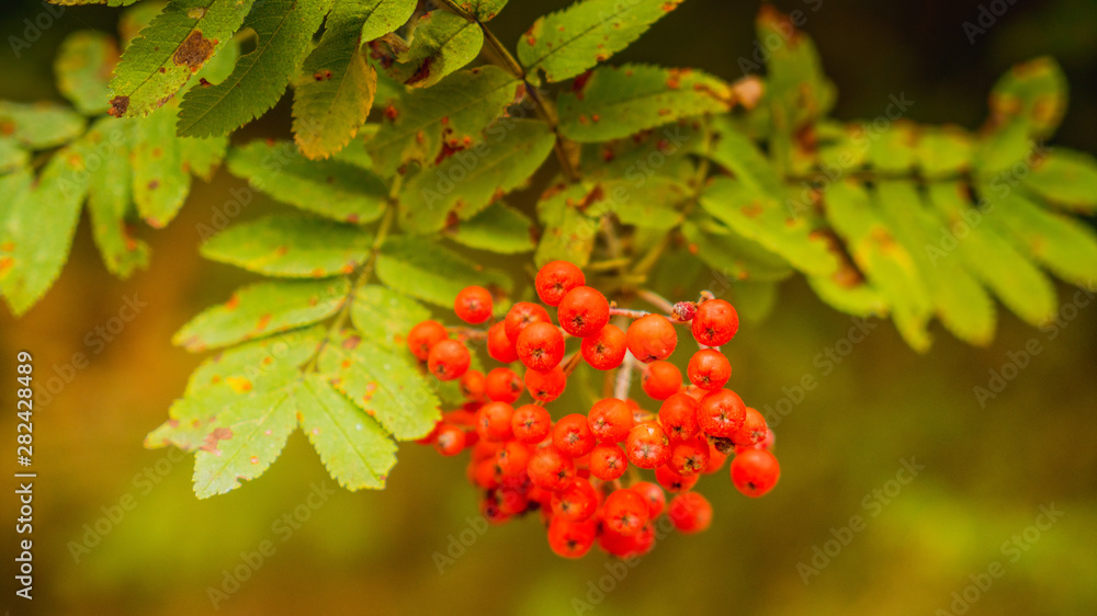 Fototapeta premium Jarzębina