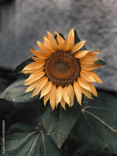 sunflower on black background