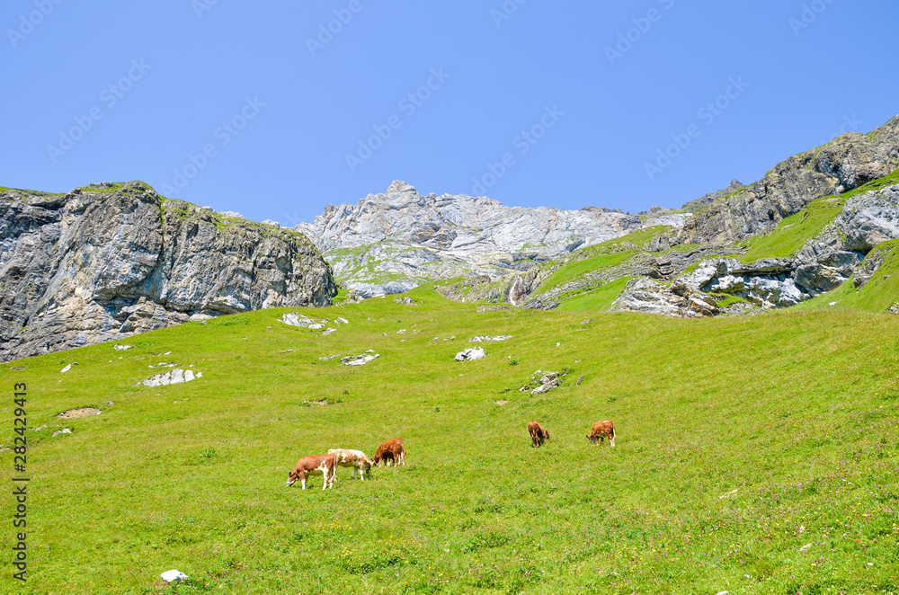 Herd of cows on pasture in Alps. Alpine landscape in summer season. Green meadows on the hills surrounded by rocks and mountains. Cattle, farm animals