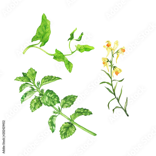 Set of wild summer flowers and green fresh leaves isolated on white background. Hand drawn watercolor illustration.