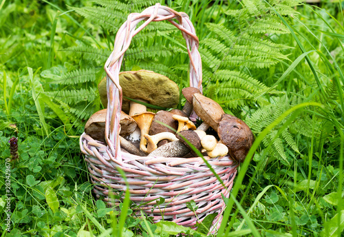Forest mushrooms in a basket.