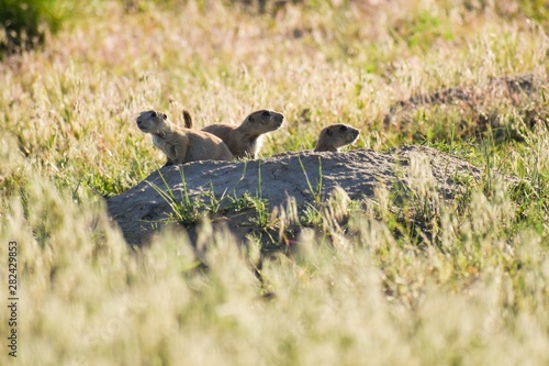 Prairie dogs in a field