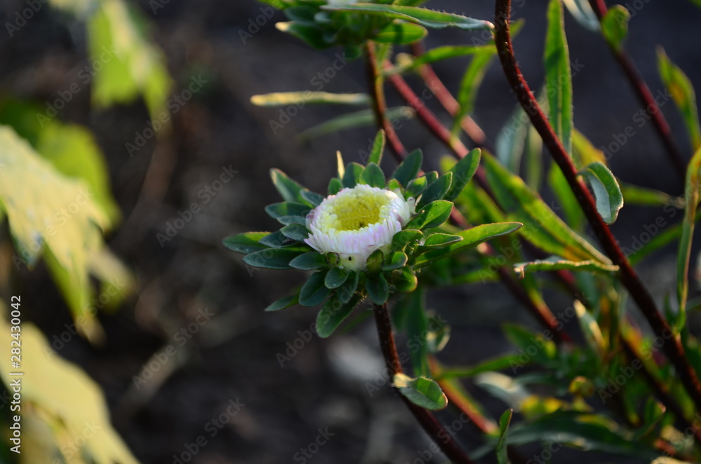 Beautiful blooming asters of pink and white flowers, other inflorescences. Autumn garden, home flower bed Beautiful blooming asters of pink and white flowers, other inflorescences. Autumn garden, home flower bed