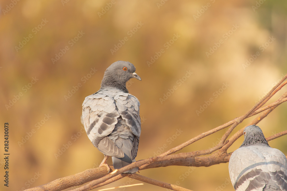 Fototapeta premium Pigeons on tree branch during the winter