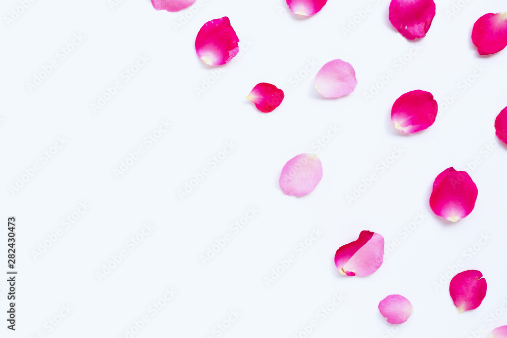 Rose petals isolated on white.