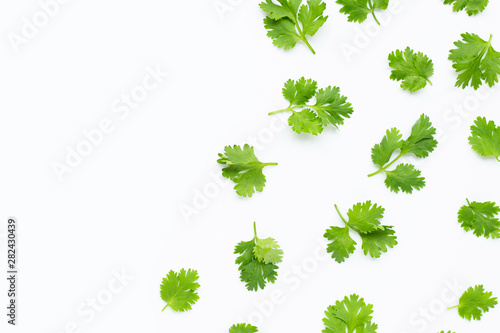 Fresh coriander leaves on white background. photo