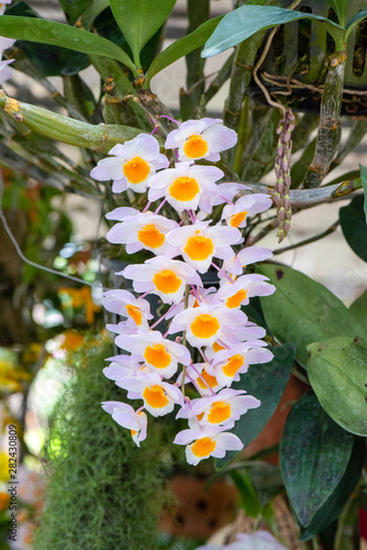 Various colorful rchid flowers blooming in a garden. photo