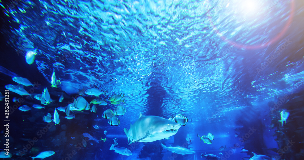 Fototapeta premium The great white shark in the big blue