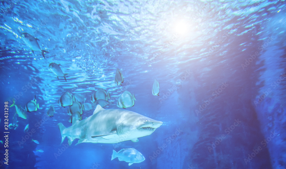 Obraz premium The great white shark in the big blue