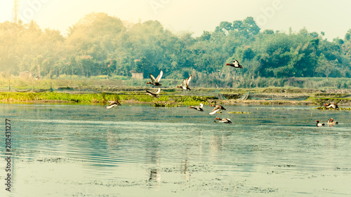 Flock of migratory birds flying over lake. The freshwater and coastal bird species spotted in Western Ghats region of Nelapattu Bird Sanctuary Nellore Andhra Pradesh India. A paradise for avian life.