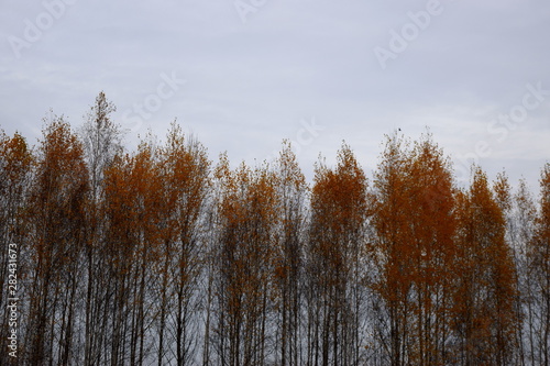 autumn trees on a background of gray sky