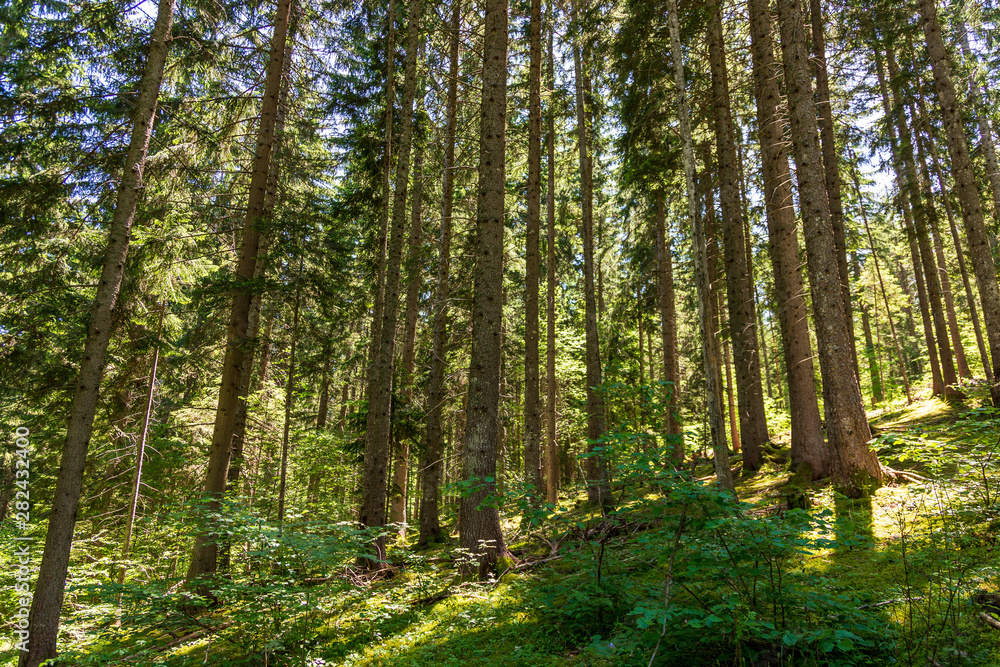 Fototapeta premium Forest at Seyne les Alpes near Digne in Provence France.