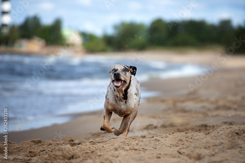 happy catahoula dog running on the beach © otsphoto