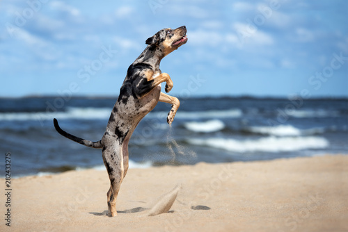 happy young dog jumping up on the beach photo