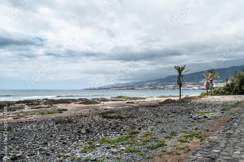 Palm trees on the beach Tenerife Spain island