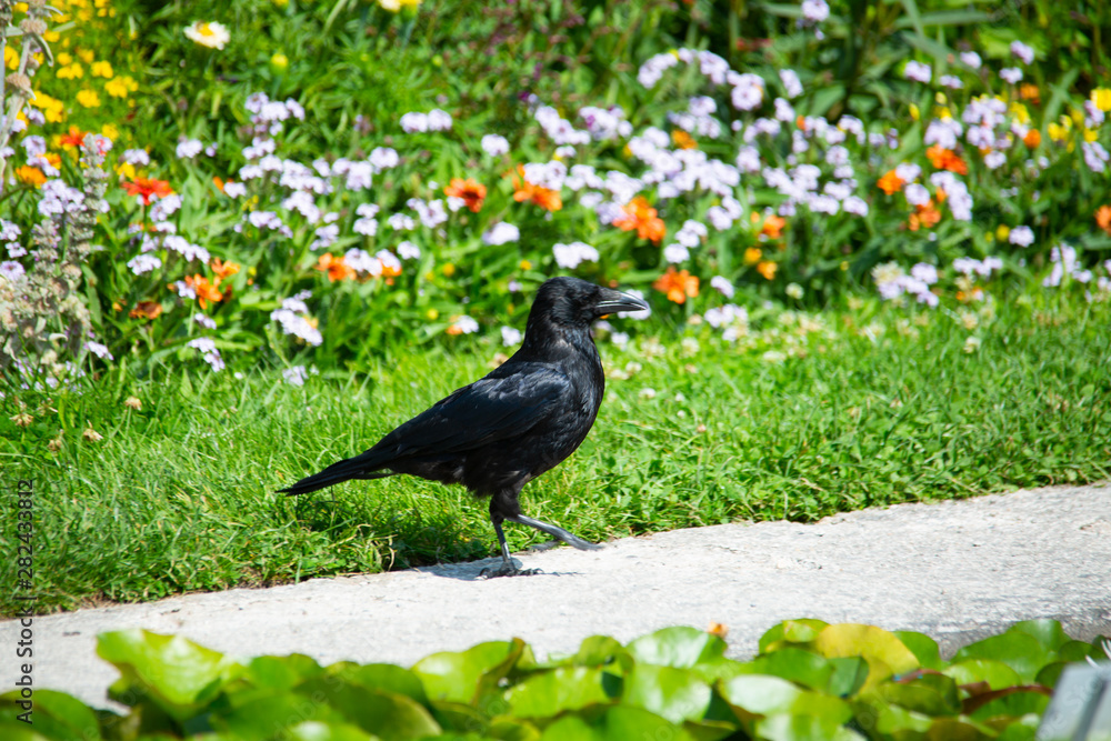 Fototapeta premium Raven in the garden, black raven
