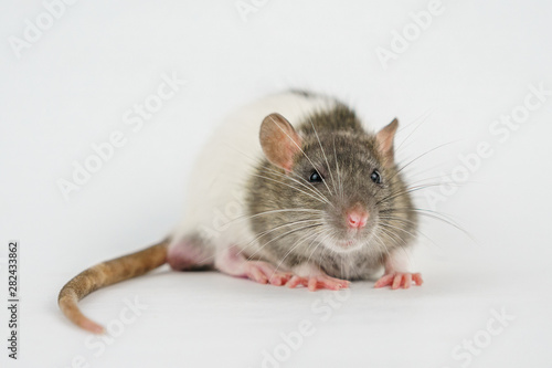 beautiful rat closeup on white background watching