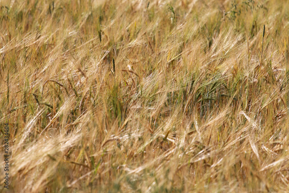 Rye field background. Harvest concept. Agriculture, farming, landscape, grain, barley, ears Rye field background. Harvest concept. Agriculture, farming, landscape, grain, barley, ears